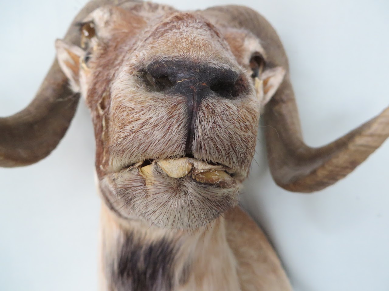 Taxidermy Ram's Head