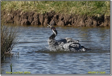 Slimbridge WWT - April