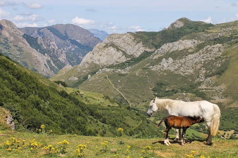 UNA SEMANA POR ASTURIAS - Blogs de España - Belmonte de Miranda. 4 de agosto de 2014 (2)