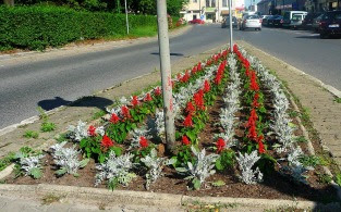 Starzec srebrzysty na kwietniku Senecio cineraria