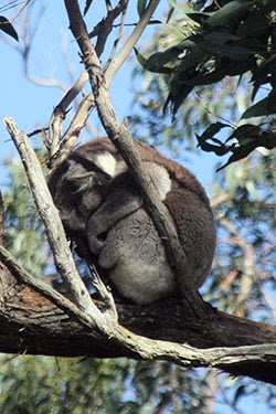 AUSTRALIA: EL OTRO LADO DEL MUNDO - Blogs de Australia - Mar y viento en la Great Ocean Road (19)