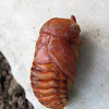 Rhinoceros beetle (pupa)