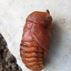 Rhinoceros beetle (pupa)