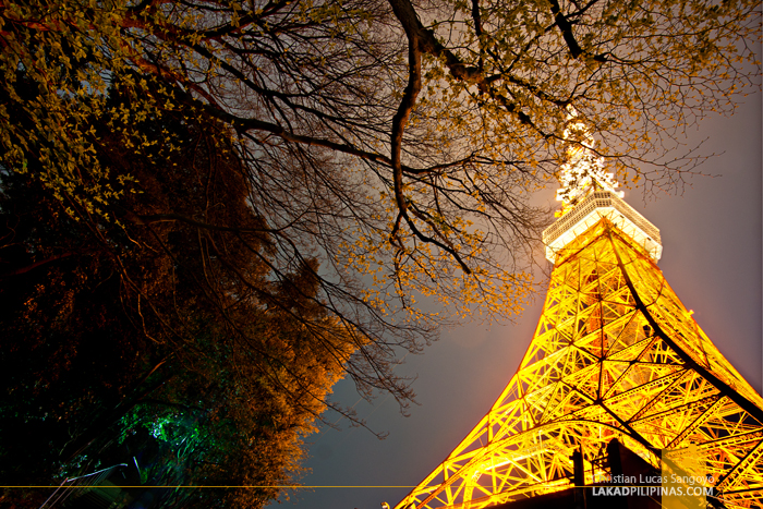 Sakura Nights at Japan's Tokyo Tower