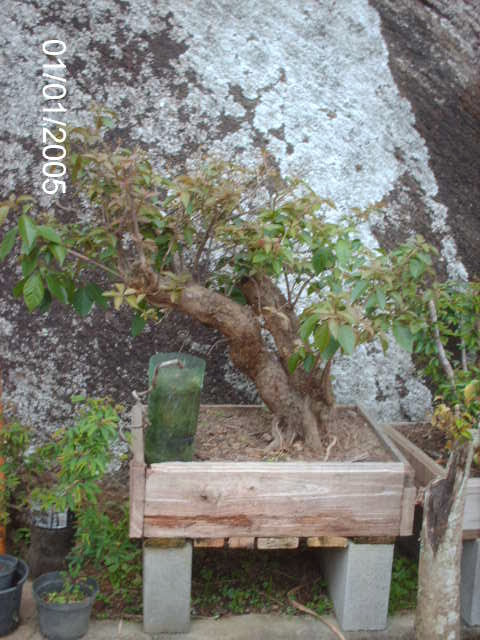 Feriado em Sta. Rita , Teresopolis... PICT2603