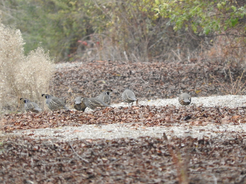 California Quail