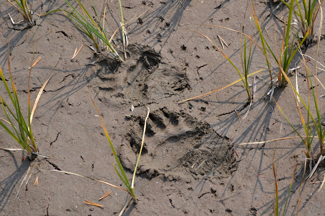 bear prints in the mud