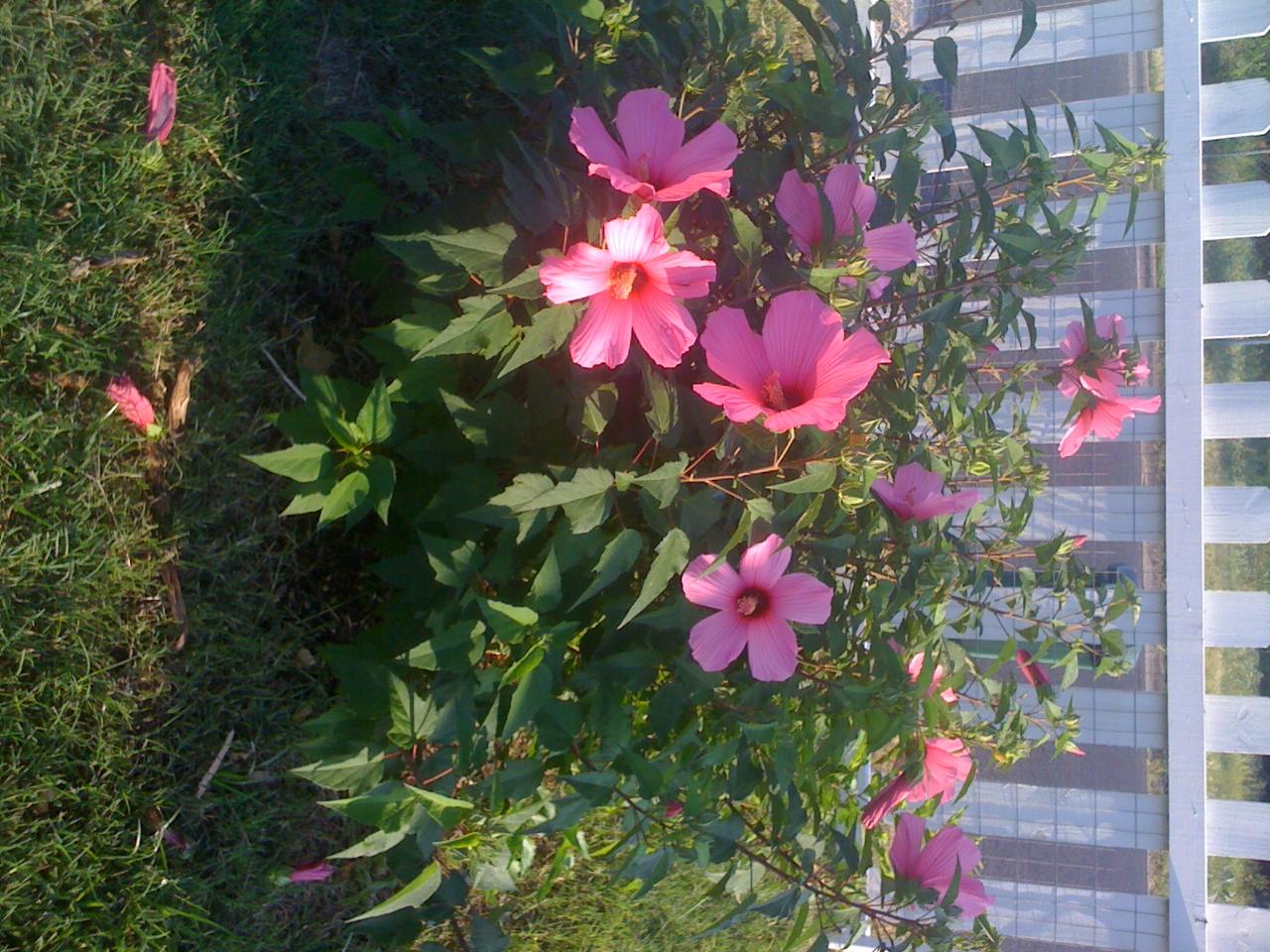 Our Hibiscus is Blooming!