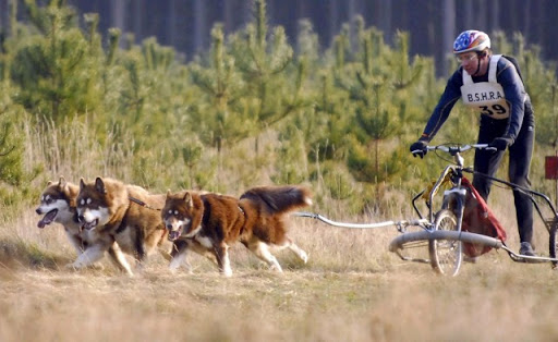 dog-training photo:dog training schools 