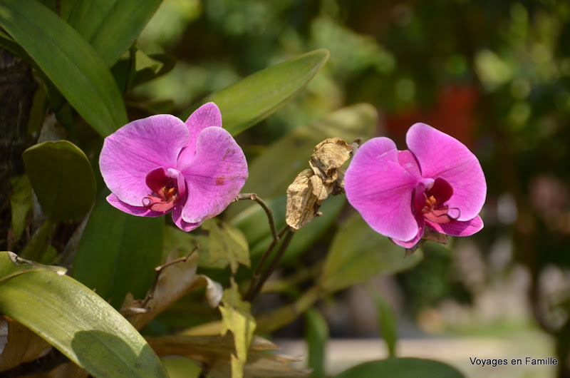 Yeh Pulu flowers