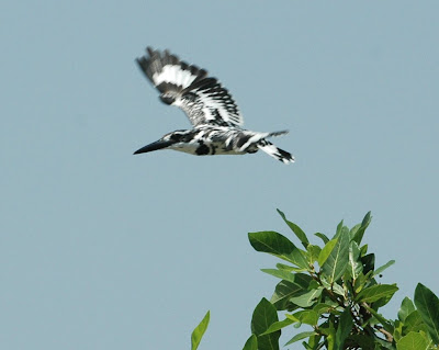 Stripped bird in Rangan Thittu