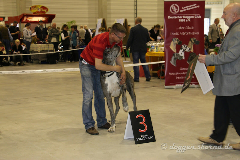 45. Internationale Rassehunde-Ausstellung Berlin-Brandenburg