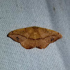 Juniper Twig Geometer