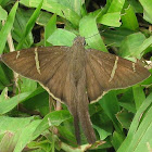 Brown Longtail