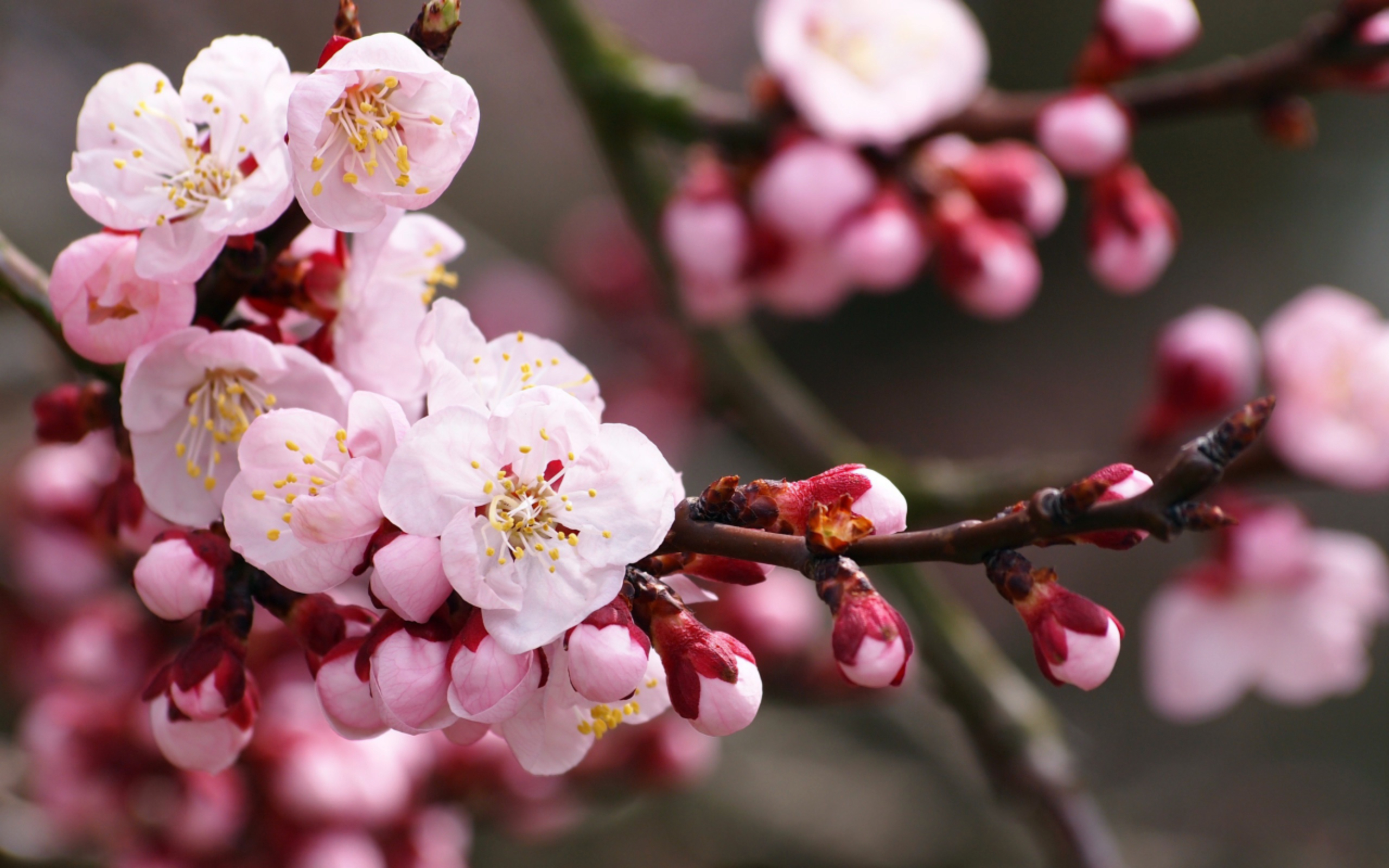 파일:Pink-plum_2560x1600.jpg