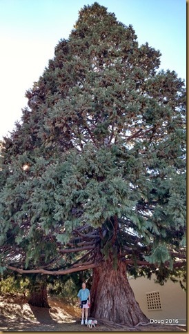 Dolly and Fergie under large pine tree