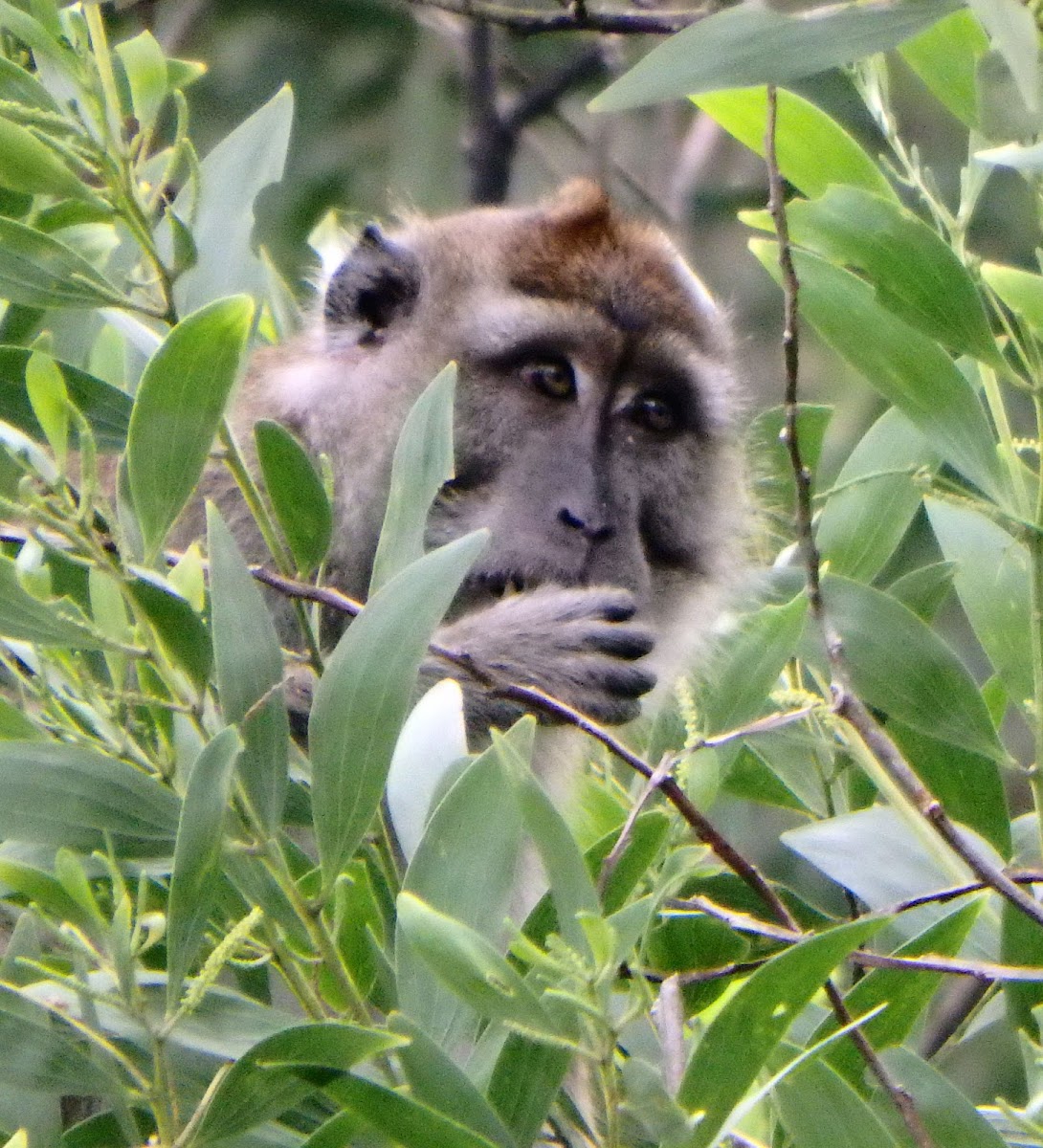 Long-Tailed Macaque