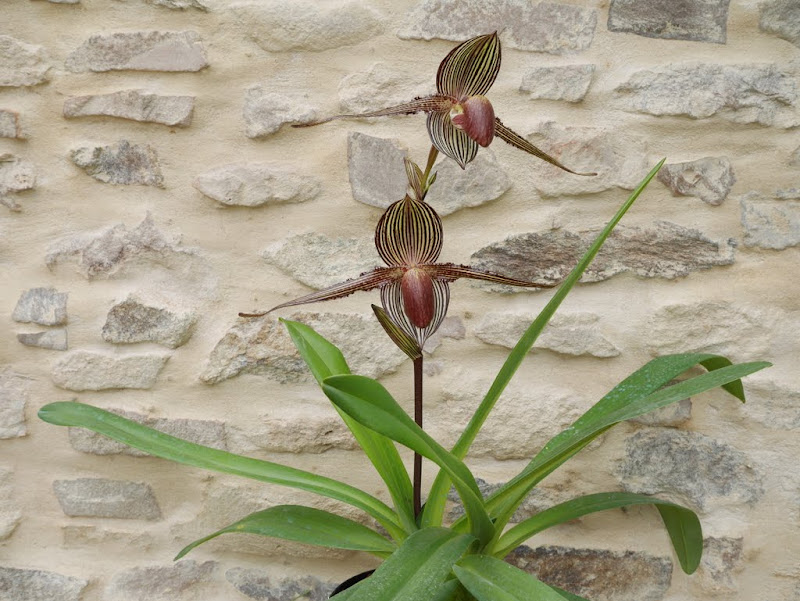 Paphiopedilum rothschildianum 'Lilimo' P1040757