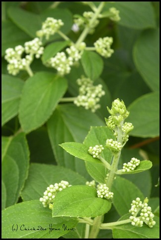 PeeGee hydrangeas @ Chickadee Home Nest