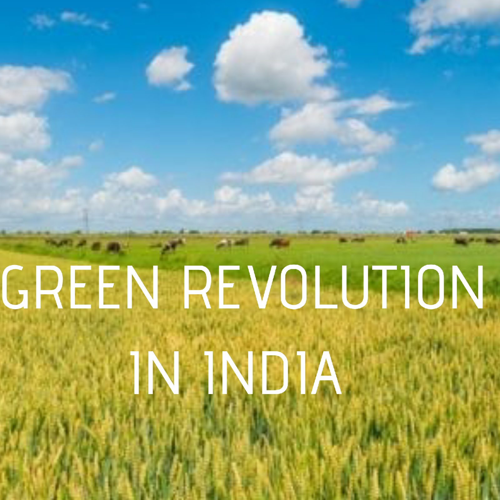 assignment on green revolution in india