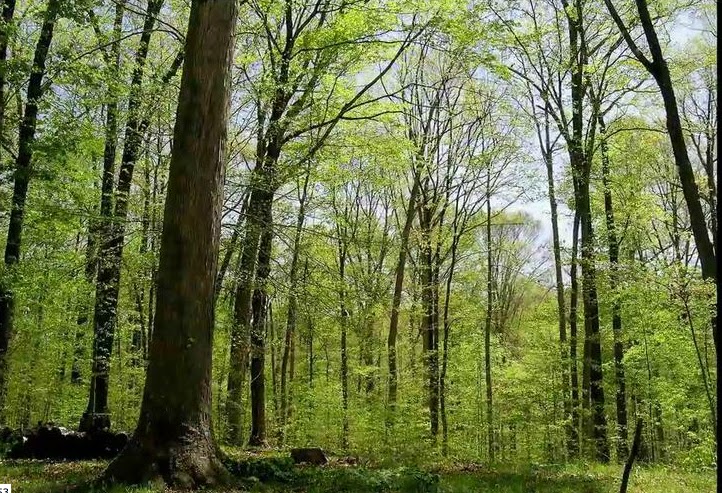 Springfield Plateau Time Lapse Forest