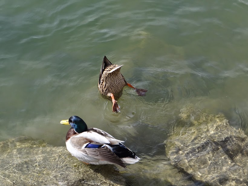 Весенний речной круиз по Дунаю из Пассау в Вену и Линц: A-ROSA BELLA, март 2015