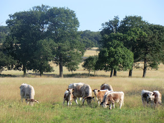 CIMG3237 Longhorn Cattle, Copped Hall Park