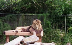 1992.07.07-104.06 lion