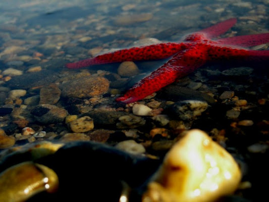 La stella del mare di fl photographer