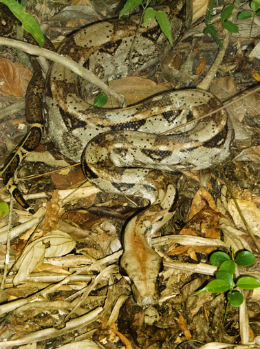 Boa Constrictor, Red-tailed Boa