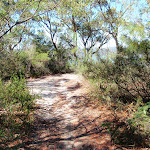 Track of the side of Pearl Beach / Patonga fire trail (218372)