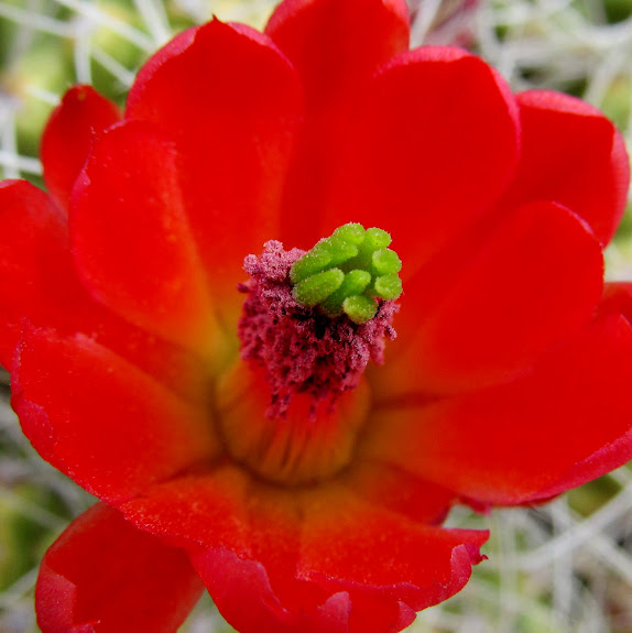 Claret Cup bloom