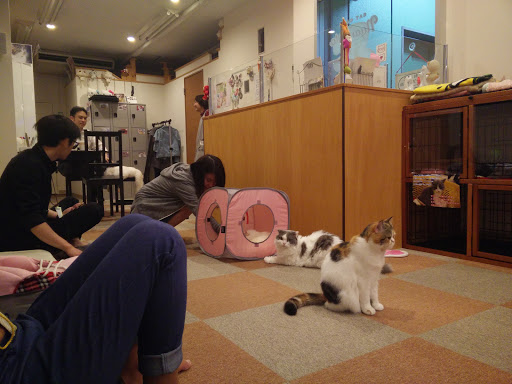 Cat Cafe Nyankoto