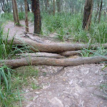 Branches over track on Fredericks Track (305143)