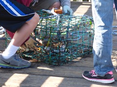 Crabbing along Newport Fishing Pier