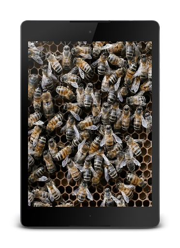 免費下載個人化APP|Bees 3D app開箱文|APP開箱王