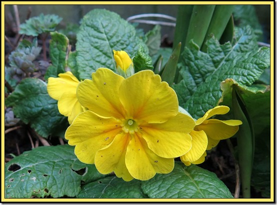 0703primrose2