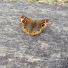 Mangrove buckeye