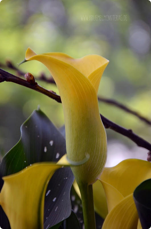 GdW (03) gelbe Calla im Töpfchen von meiner Mama