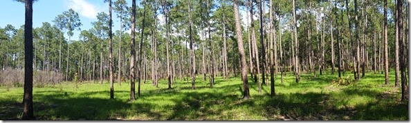 Grass and pines - pano