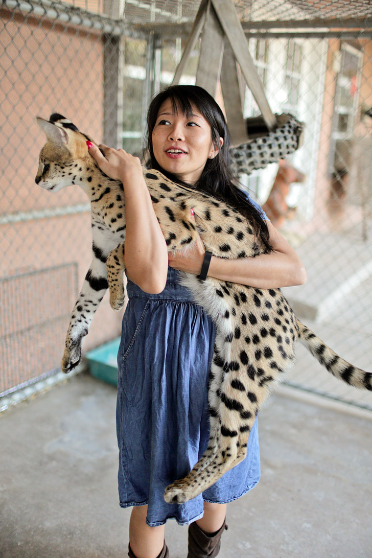 African Serval Cat // Mobile Petting Zoo.