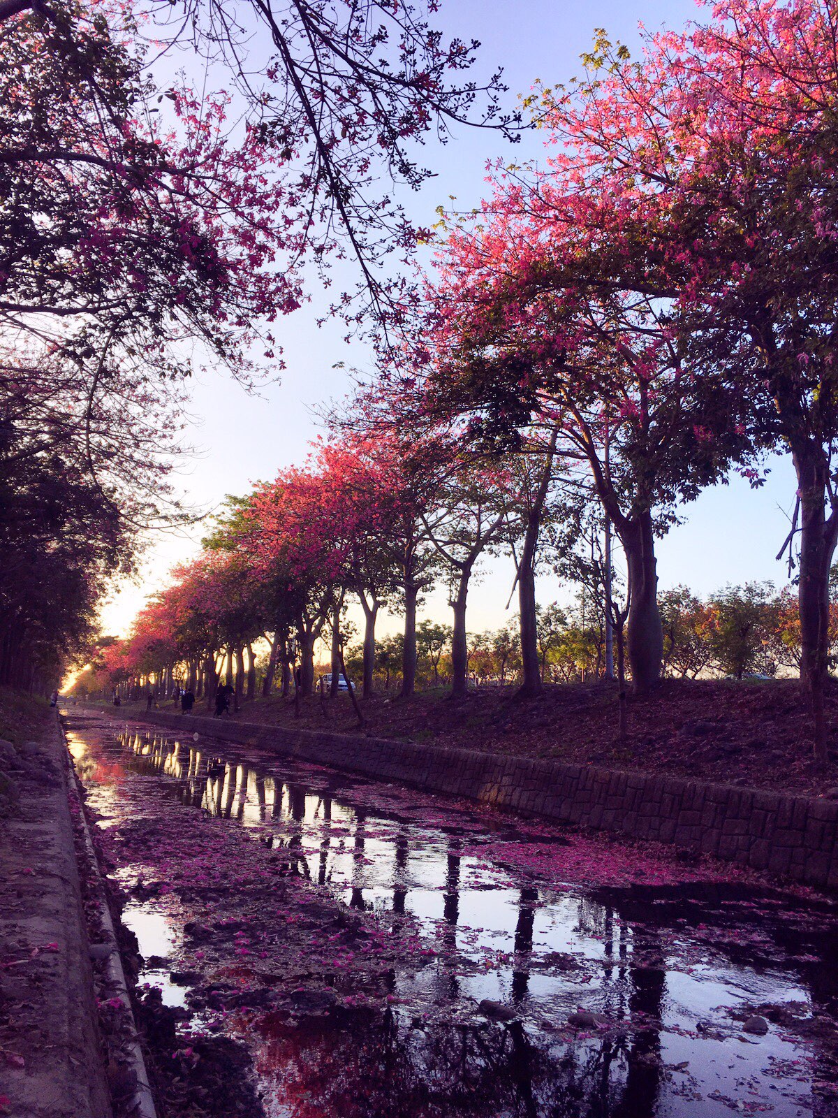 silk floss trees, nongbo park, yunlin, taiwan