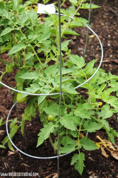 roma tomato plant