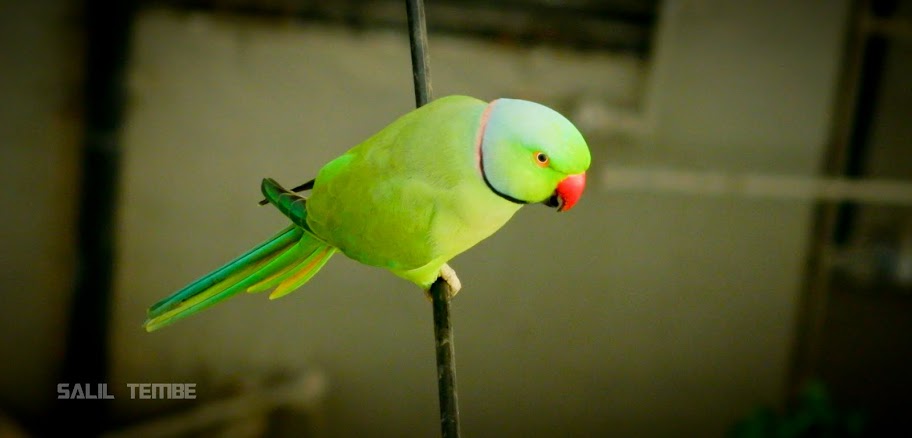 Red Ringed Parakeet in Mumbai