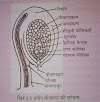 मादा युग्मकोद्भिद की संरचना एवं परिवर्धन (Structure and Development of Female Gametophyte)