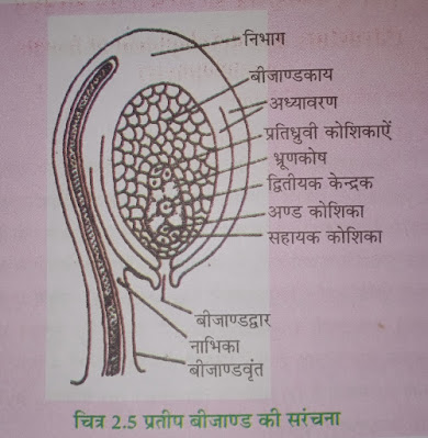 मादा युग्मकोद्भिद की संरचना एवं परिवर्धन (Structure and Development of Female Gametophyte)