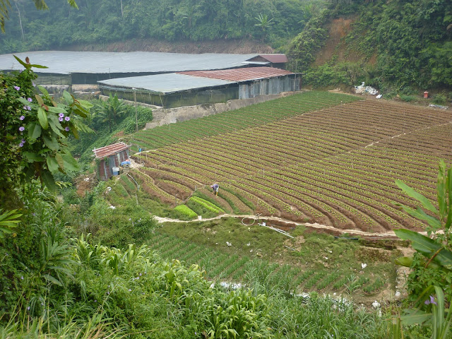 Blog de voyage-en-famille : Voyages en famille, Cameron Highlands, au pays du thé