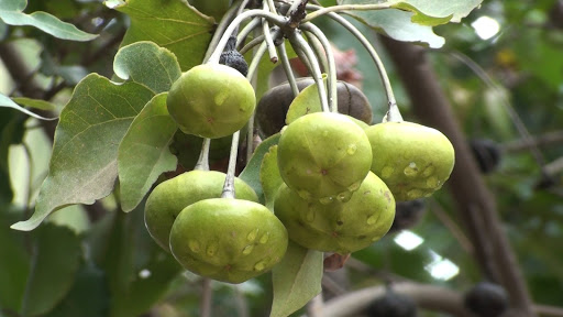 Sri Sai Agro Forest Seeds and Plants, #30,4th cross,Maruthi layout, HS Gardens, Behind Govt. Junior College, Chikkaballapura, Karnataka 562101, India, Plant_Nursery, state KA