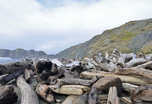 Beach Rubble