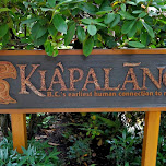 kiapalano - earliest human connection to nature in North Vancouver, Canada 